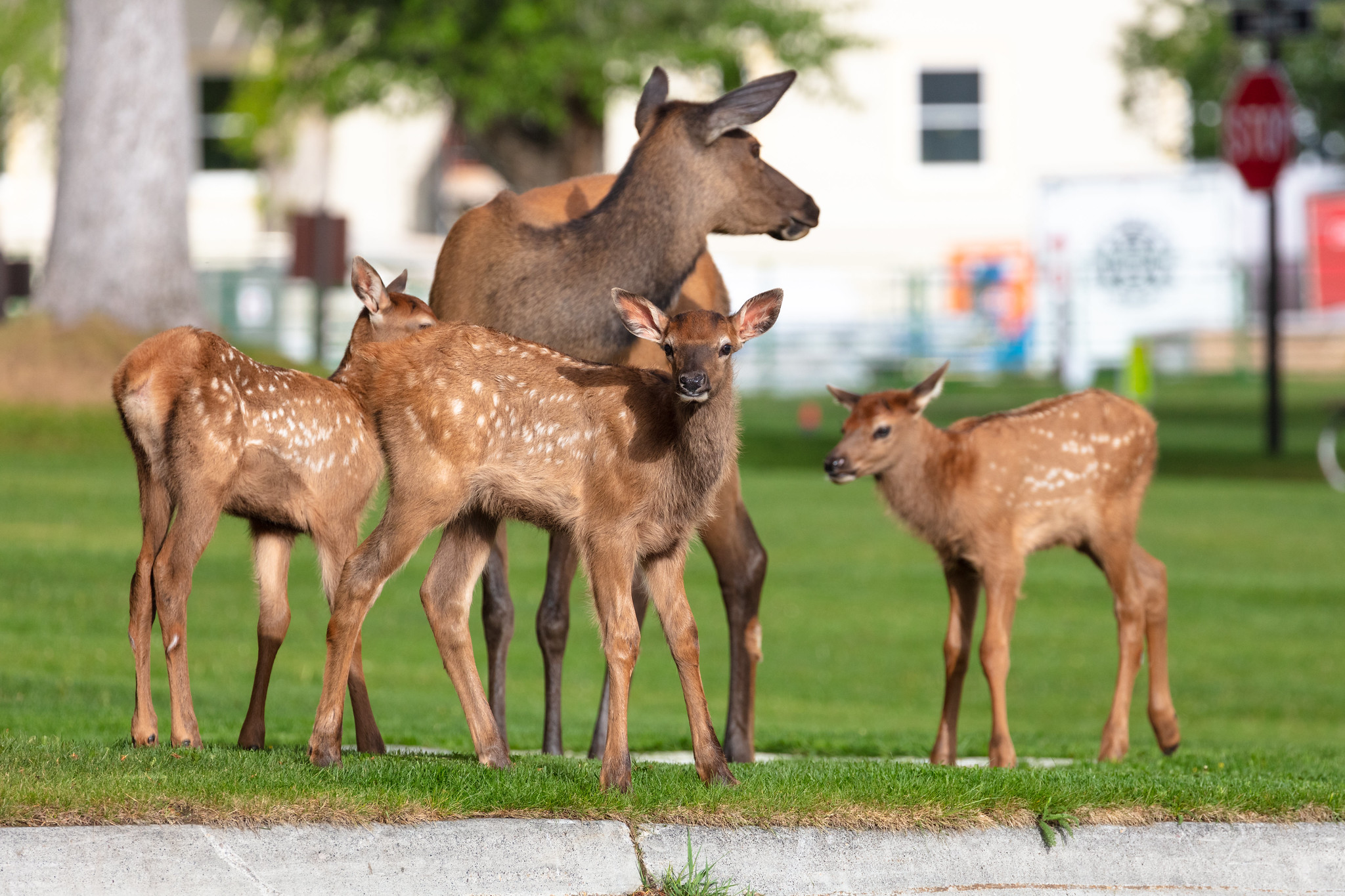 Free download high resolution image - free image free photo free stock image public domain picture -Elk calves and cow