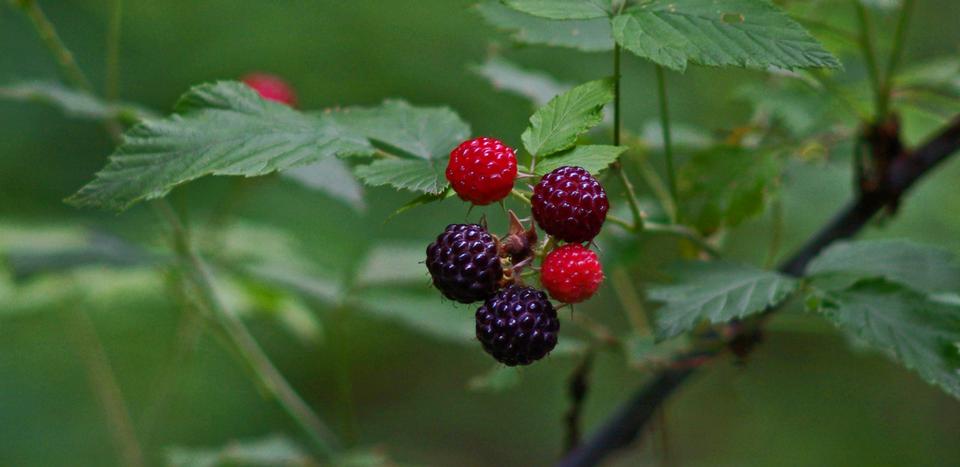 Free download high resolution image - free image free photo free stock image public domain picture  Ripe Wild Raspberries