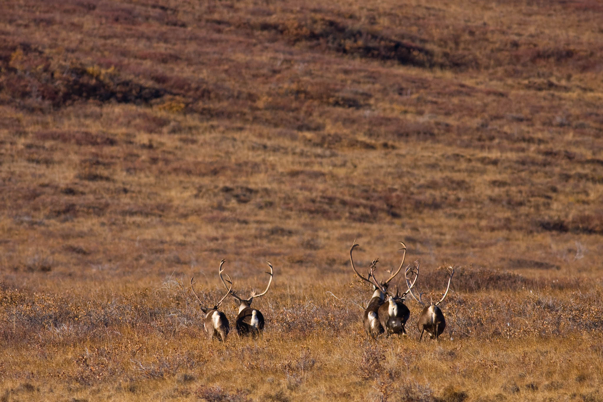 Free download high resolution image - free image free photo free stock image public domain picture -Caribou on the landscape in Noatak National Preserve