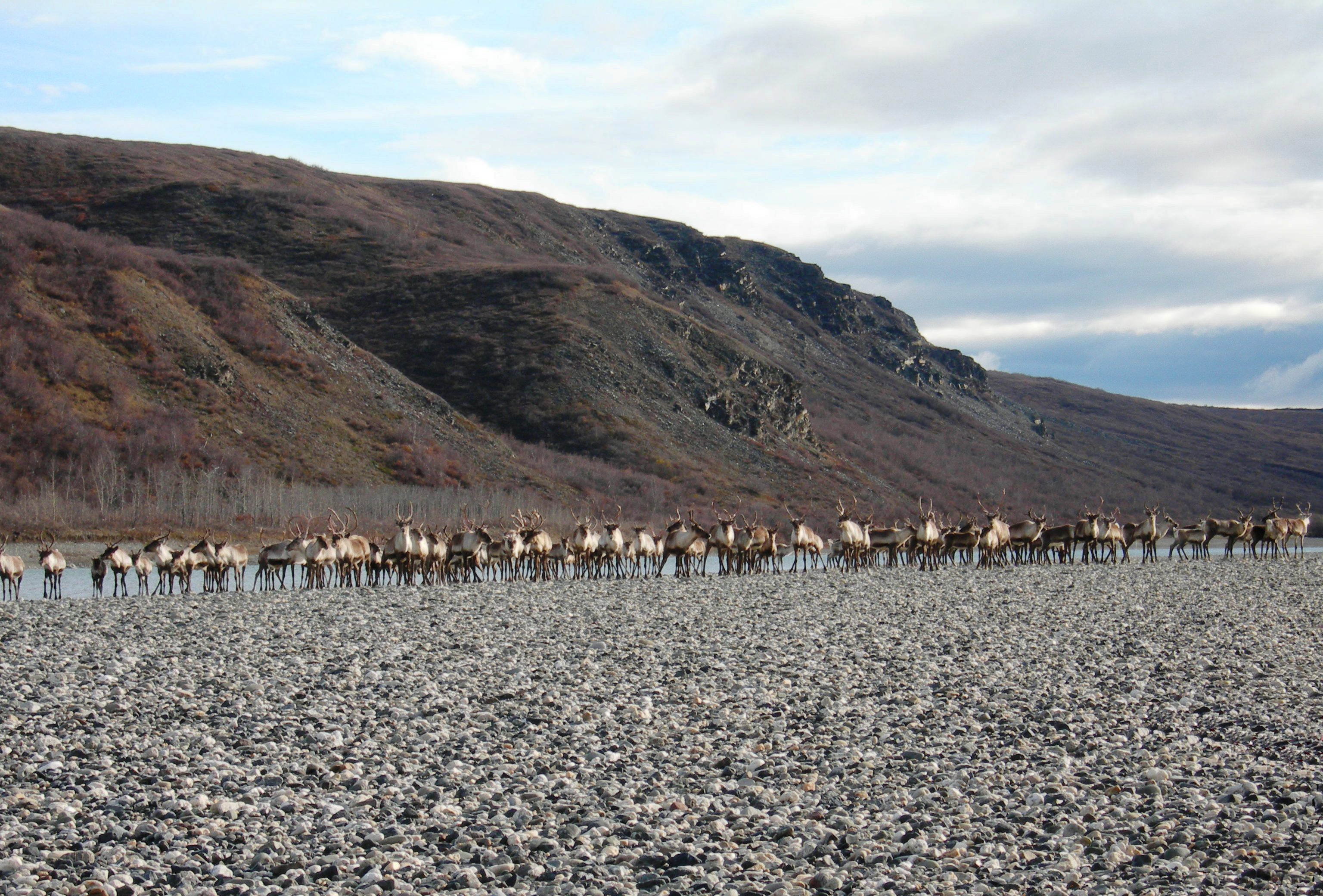 Free download high resolution image - free image free photo free stock image public domain picture -A group of caribou get ready to swim