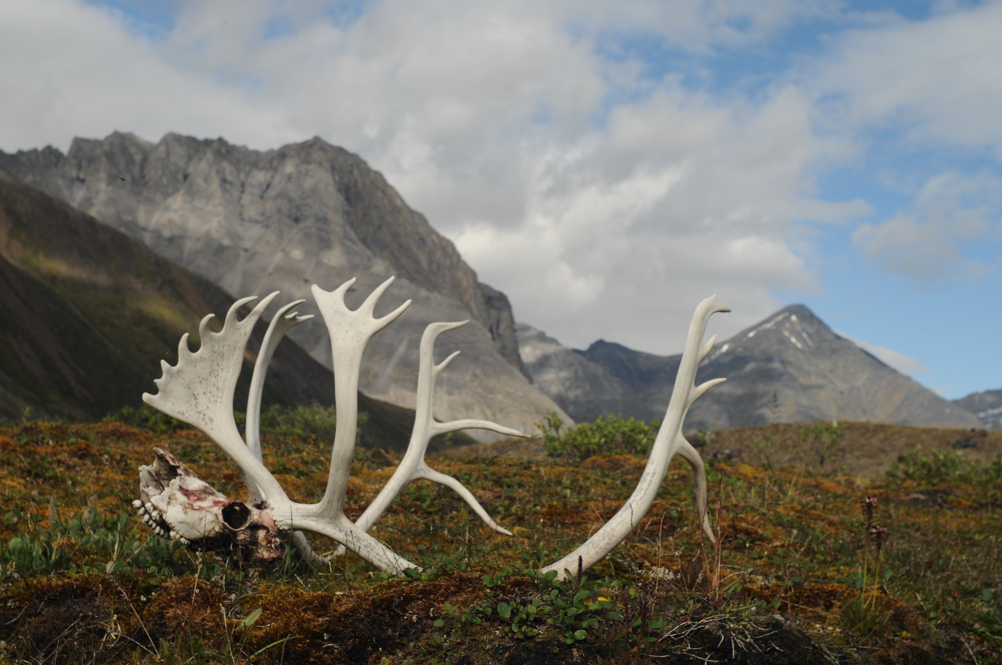 Free download high resolution image - free image free photo free stock image public domain picture -Gates of the Arctic National Park and Preserve