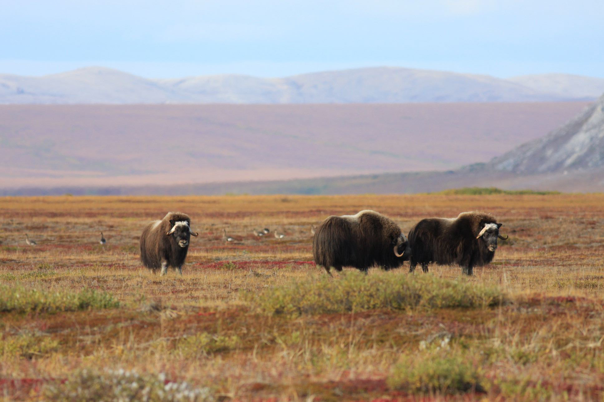 Free download high resolution image - free image free photo free stock image public domain picture -Muskox and Greater White-fronted Geese