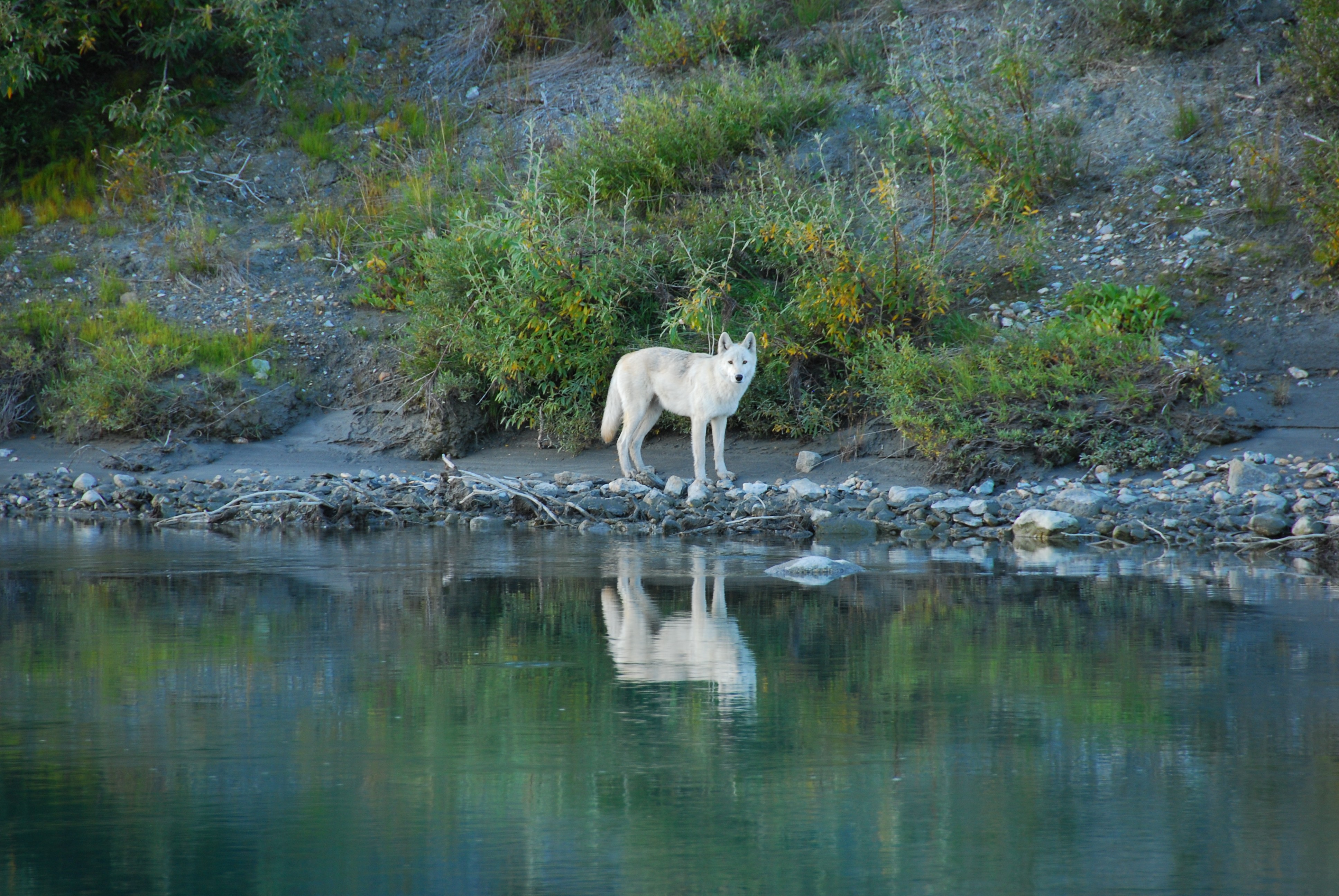 Free download high resolution image - free image free photo free stock image public domain picture -A wolf watches floaters drift