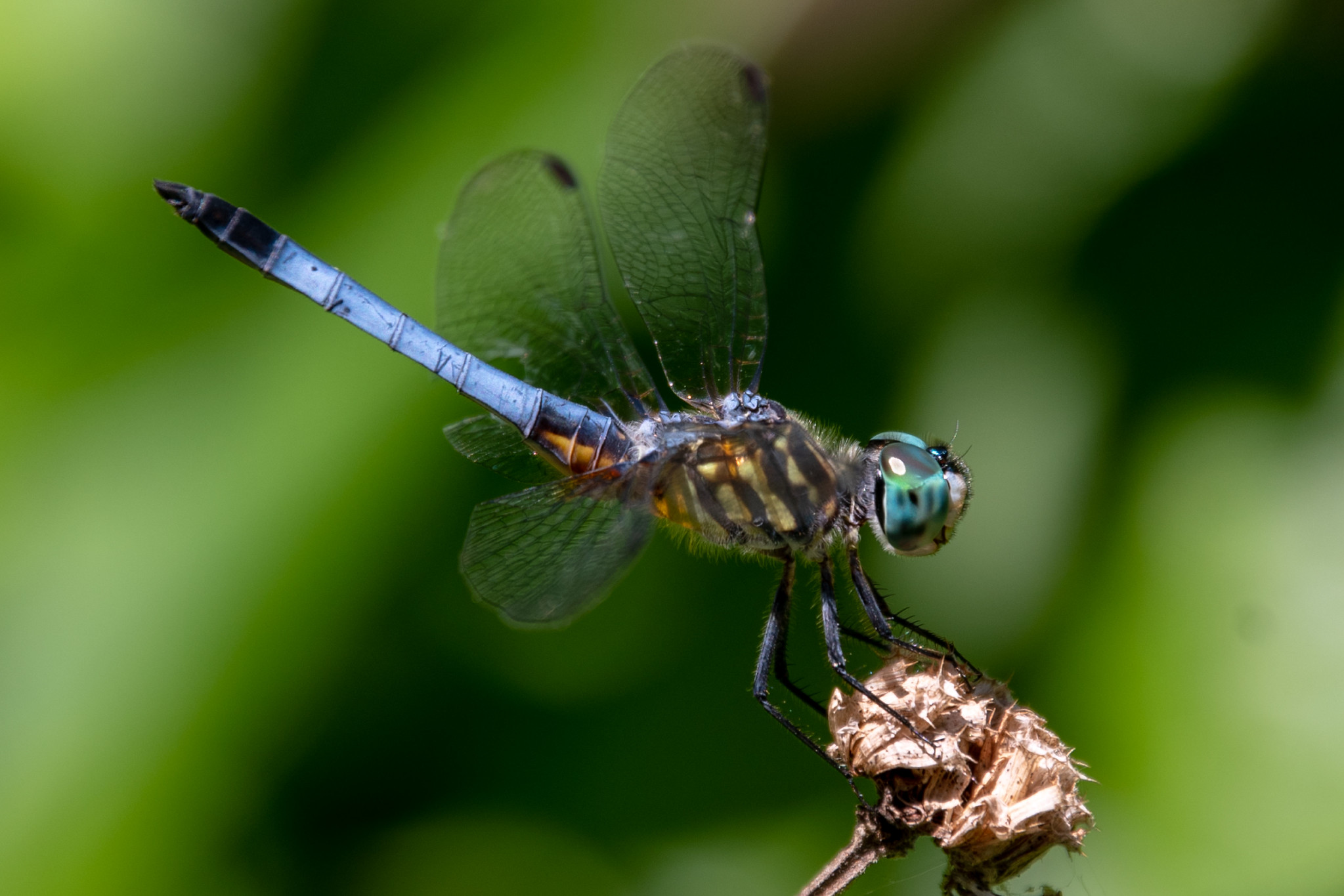 Free download high resolution image - free image free photo free stock image public domain picture -Blue Dasher Dragonfly