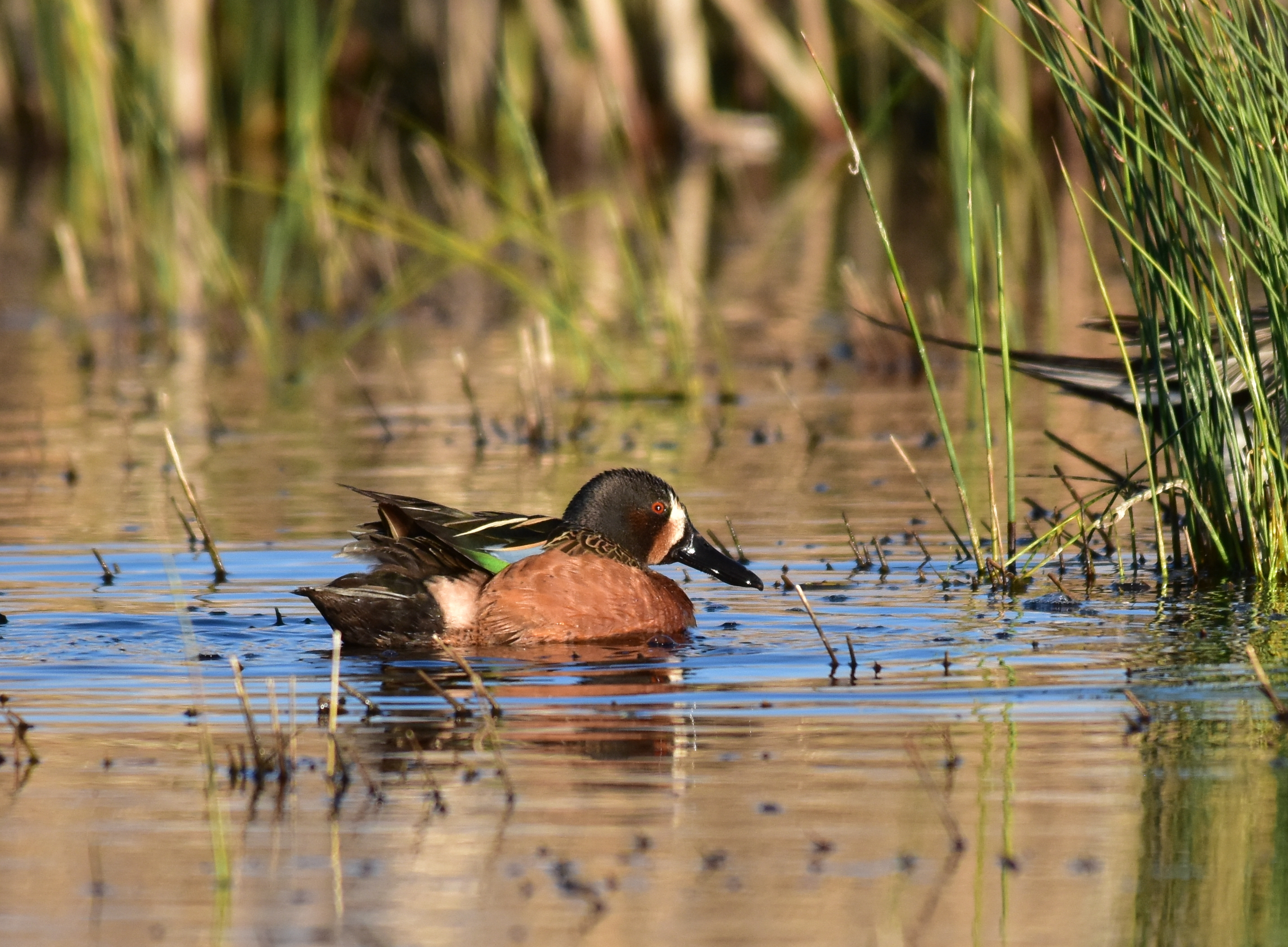 Free download high resolution image - free image free photo free stock image public domain picture -X blue-winged teal cross at Seedskadee National Wildlife Refuge