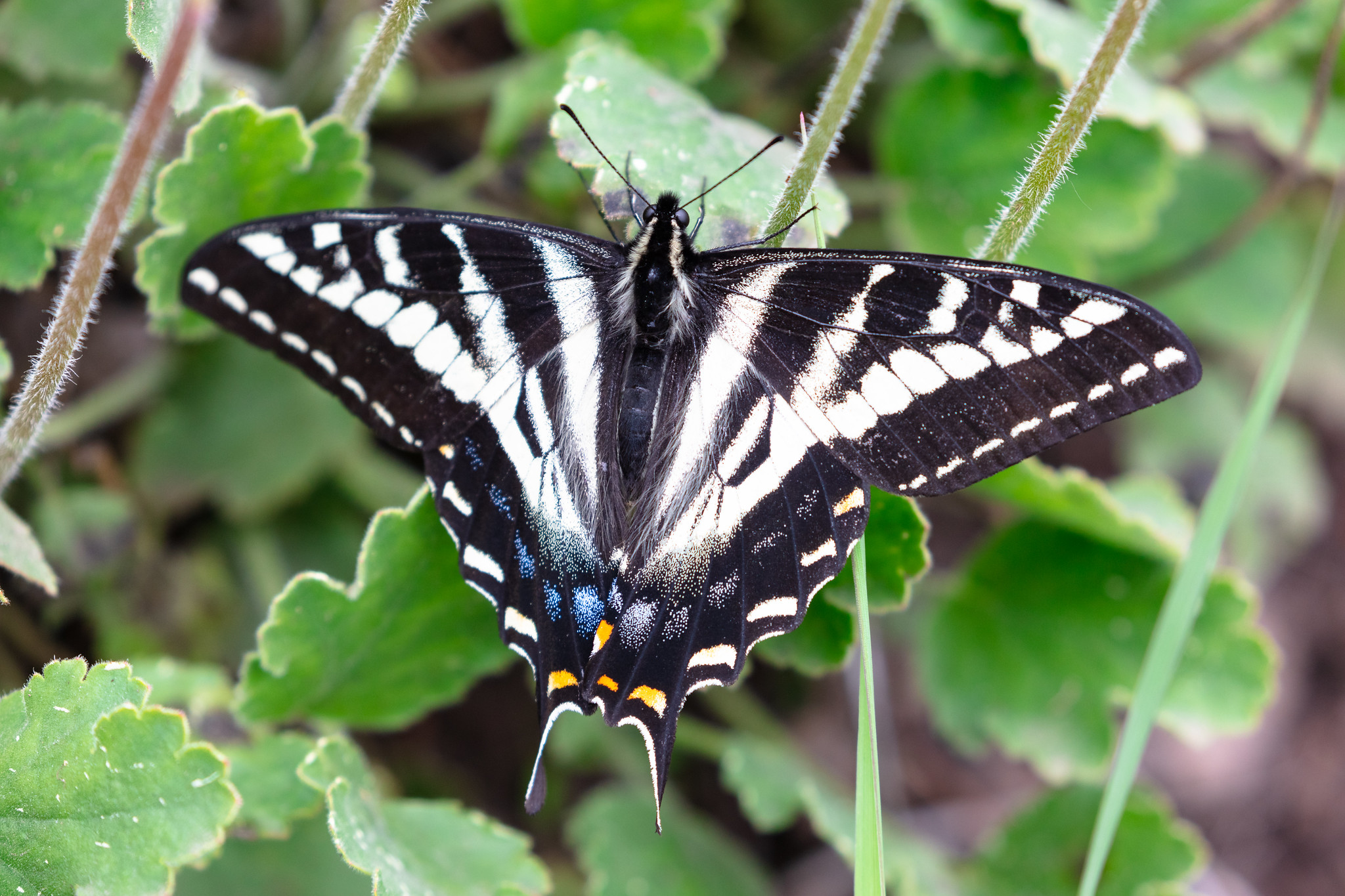 Free download high resolution image - free image free photo free stock image public domain picture -Pale swallowtail - Papilio eurymedon