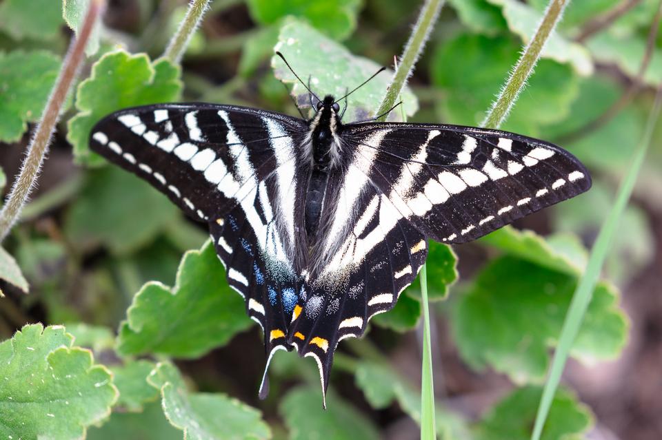 Free download high resolution image - free image free photo free stock image public domain picture  Pale swallowtail - Papilio eurymedon