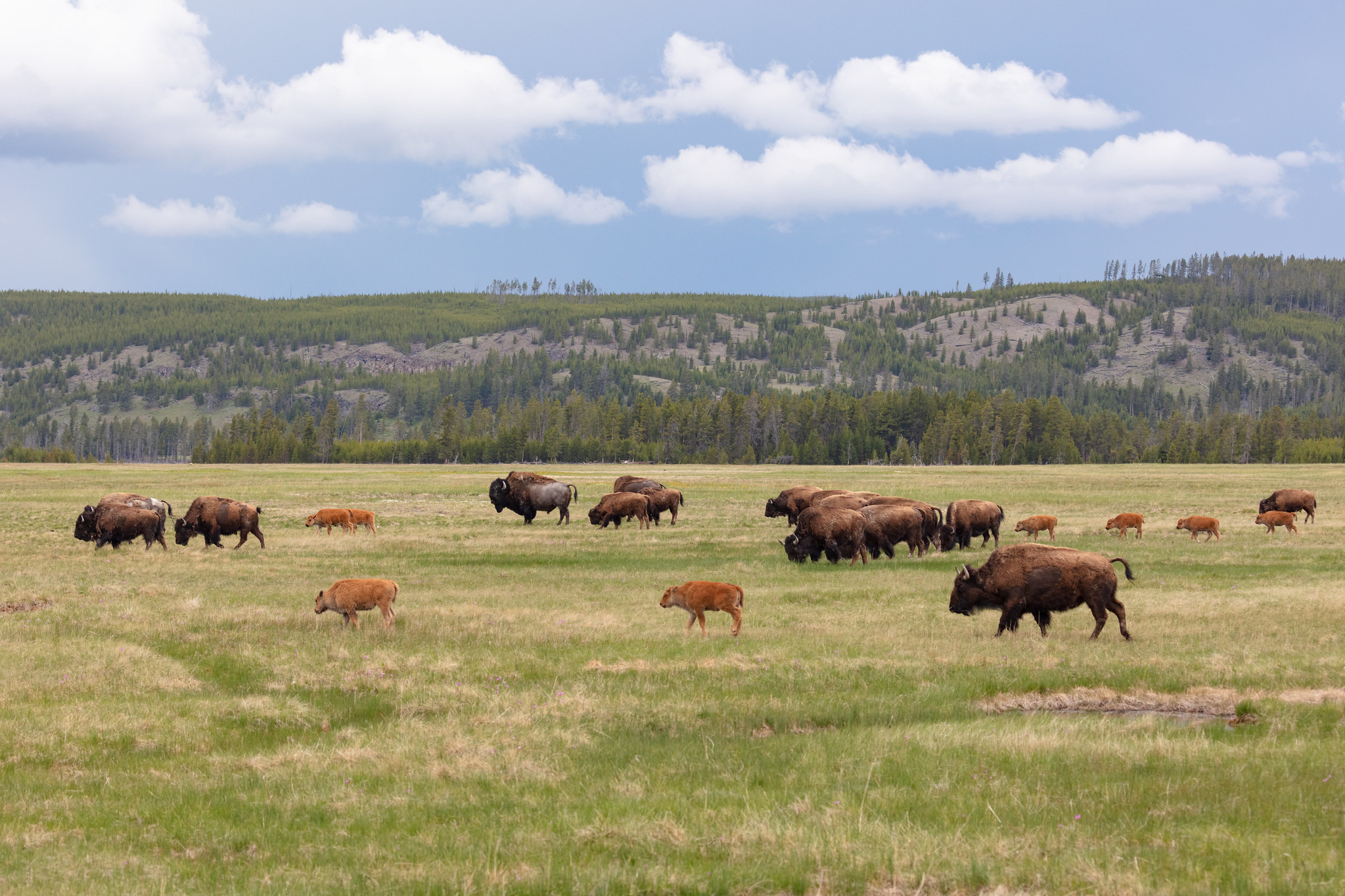 Free download high resolution image - free image free photo free stock image public domain picture -Bison on the move in Lower Geyser Basin