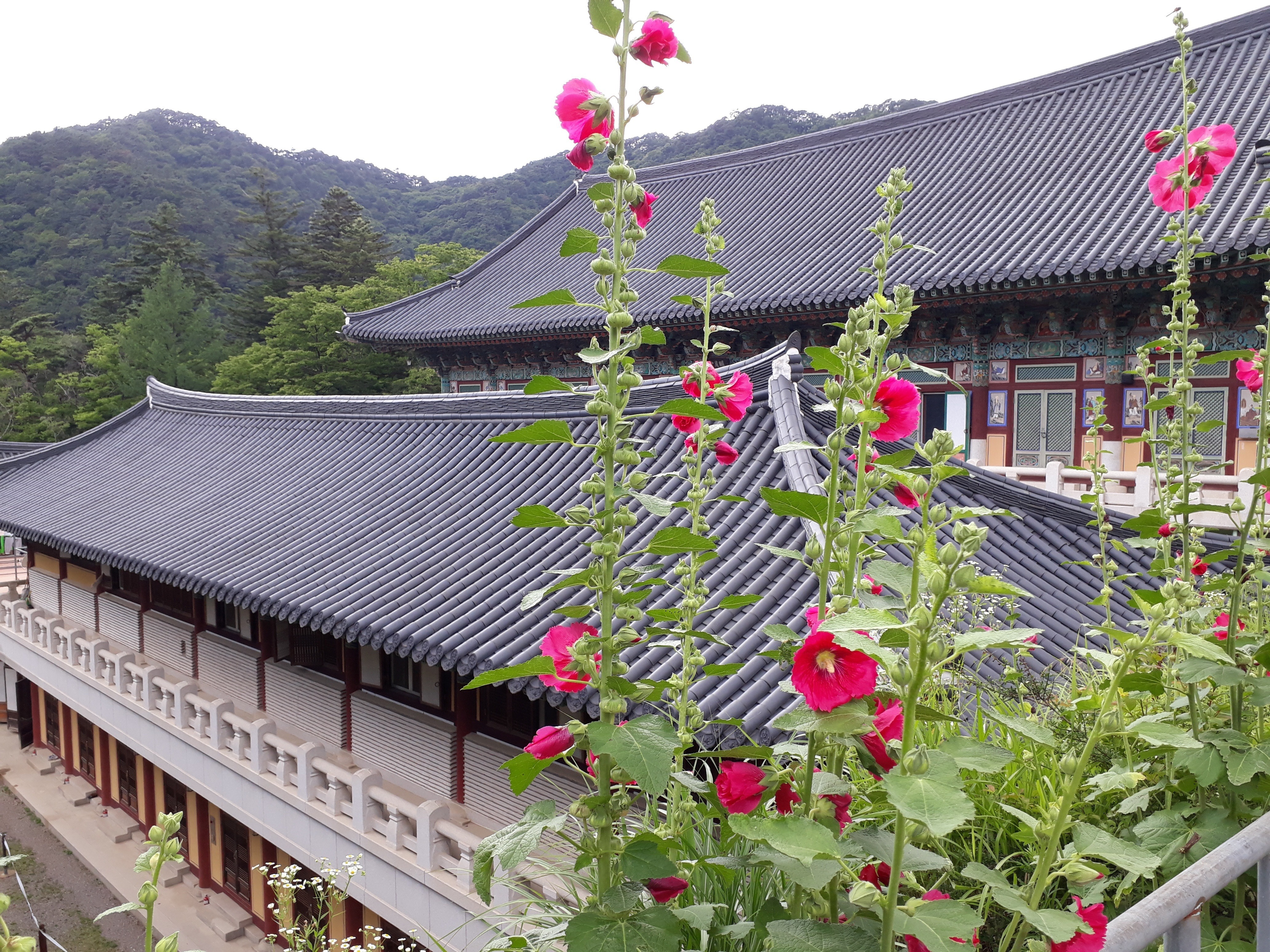 Free download high resolution image - free image free photo free stock image public domain picture -Haeinsa temple stay