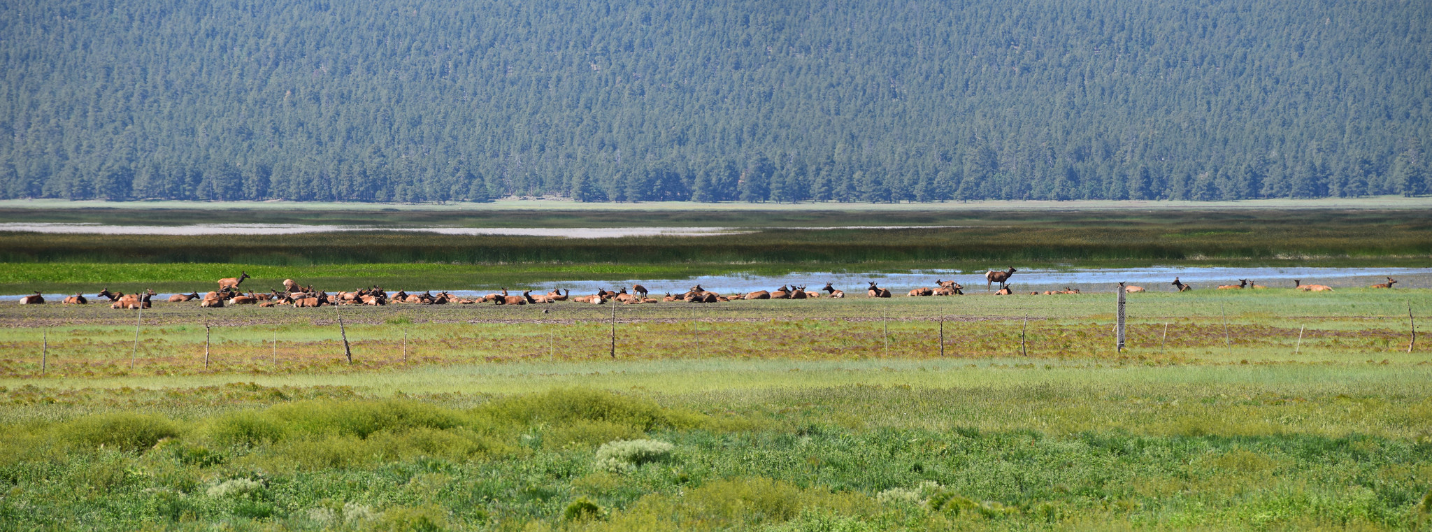 Free download high resolution image - free image free photo free stock image public domain picture -Elk in Mormon Lake