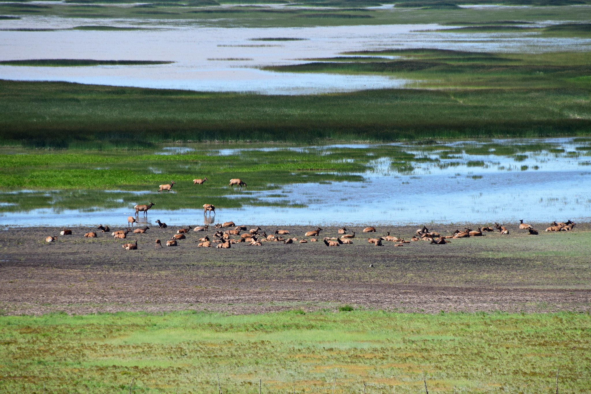 Free download high resolution image - free image free photo free stock image public domain picture -Elk in Mormon Lake