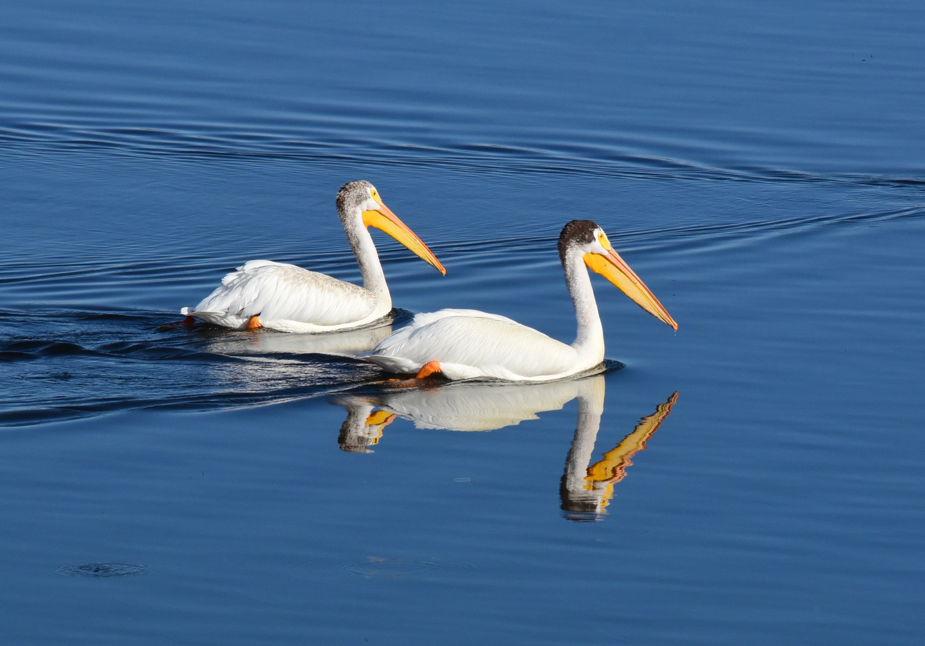 Free download high resolution image - free image free photo free stock image public domain picture -American white pelican