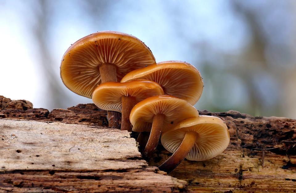 Free download high resolution image - free image free photo free stock image public domain picture  The medium sized saprobic fungus fruits