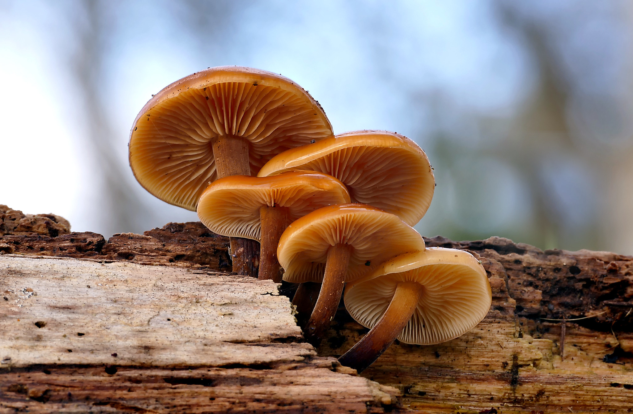 Free download high resolution image - free image free photo free stock image public domain picture -The medium sized saprobic fungus fruits