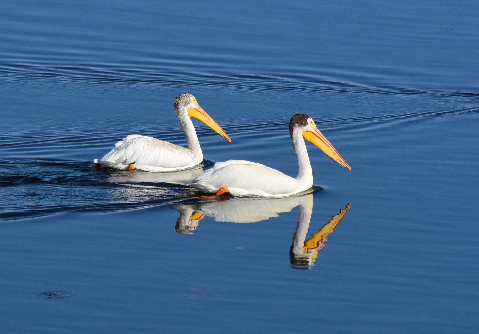 Free download high resolution image - free image free photo free stock image public domain picture  American white pelican