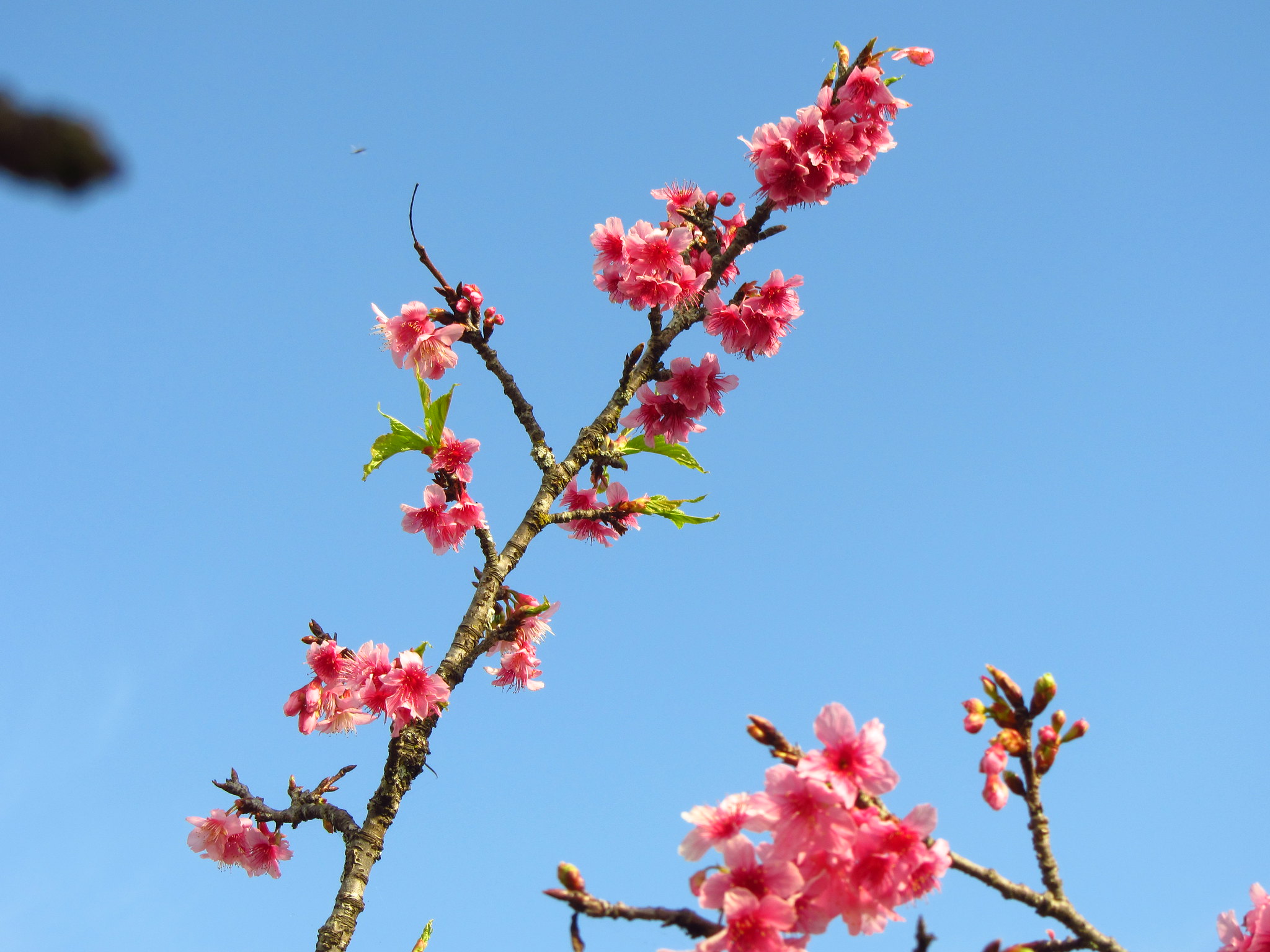 Free download high resolution image - free image free photo free stock image public domain picture -Cherry blossom with blue sky