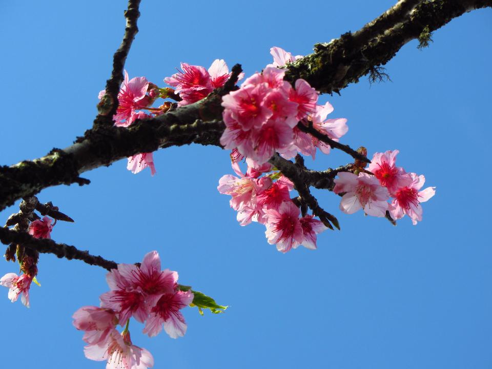 Free download high resolution image - free image free photo free stock image public domain picture  Cherry blossom with blue sky