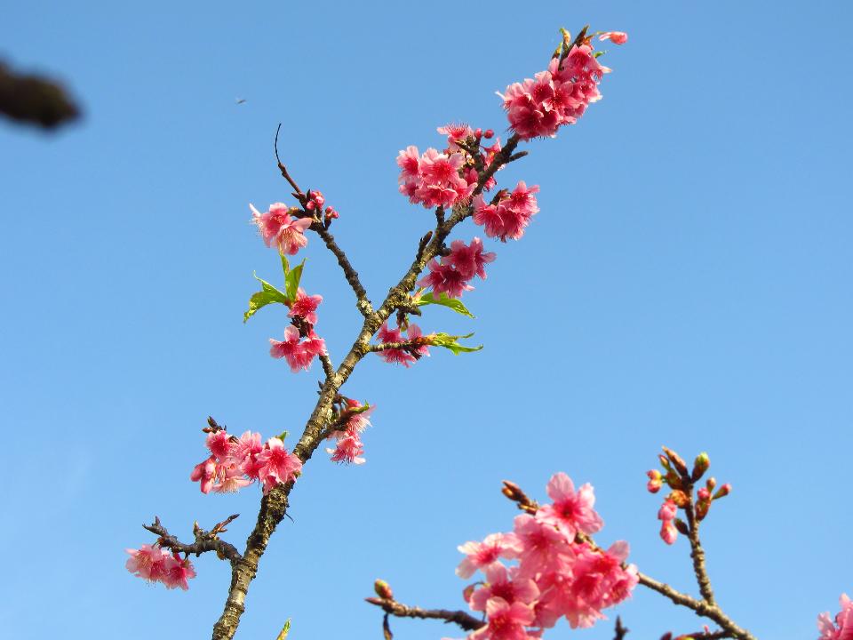 Free download high resolution image - free image free photo free stock image public domain picture  Cherry blossom with blue sky