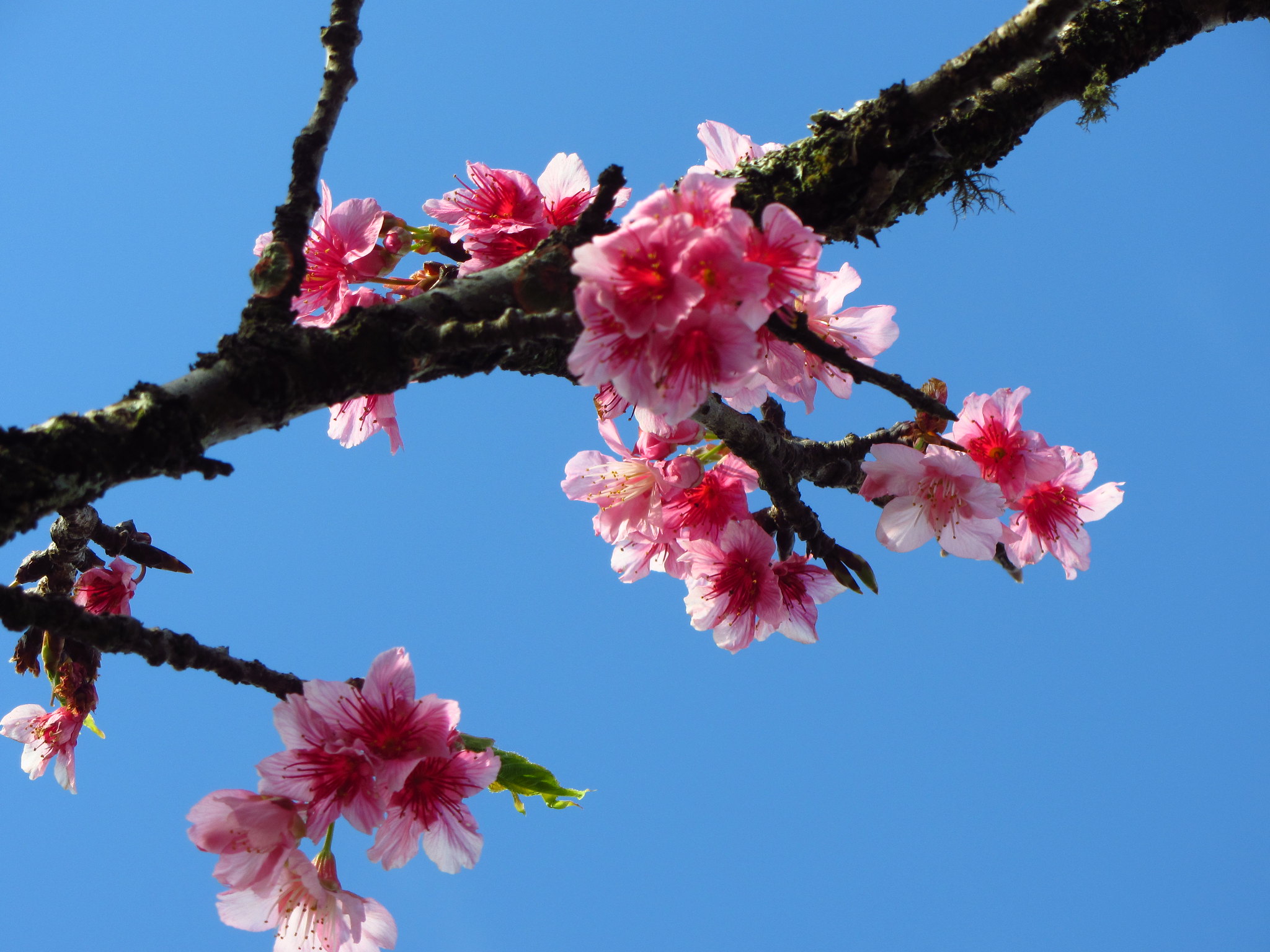 Free download high resolution image - free image free photo free stock image public domain picture -Cherry blossom with blue sky