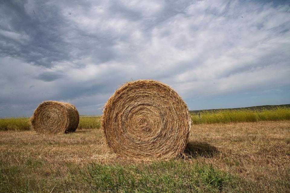 Free download high resolution image - free image free photo free stock image public domain picture  Rolled bales along the roadways