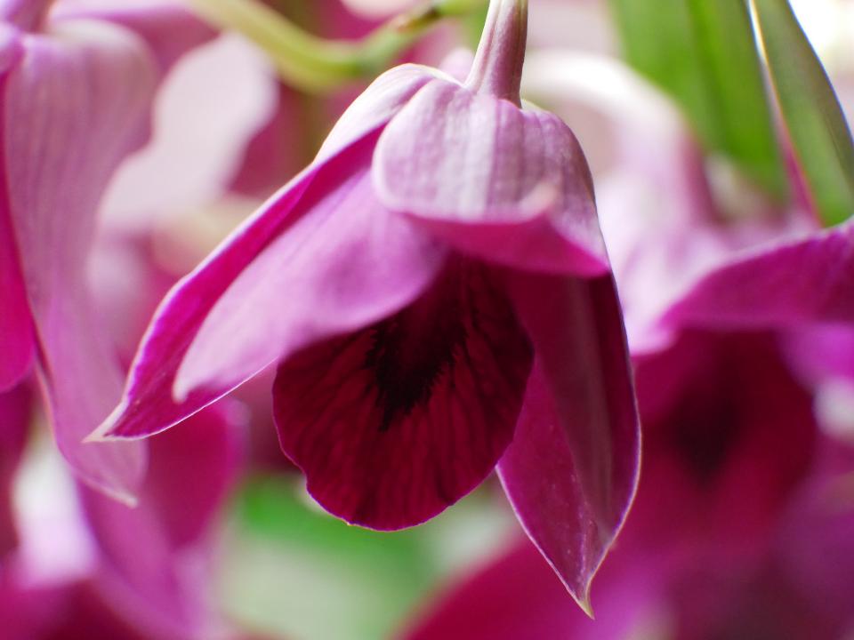 Free download high resolution image - free image free photo free stock image public domain picture  Pink orchid flower phalaenopsis