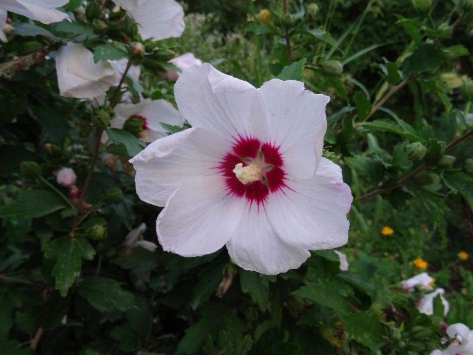 Free download high resolution image - free image free photo free stock image public domain picture  Common Hibiscus