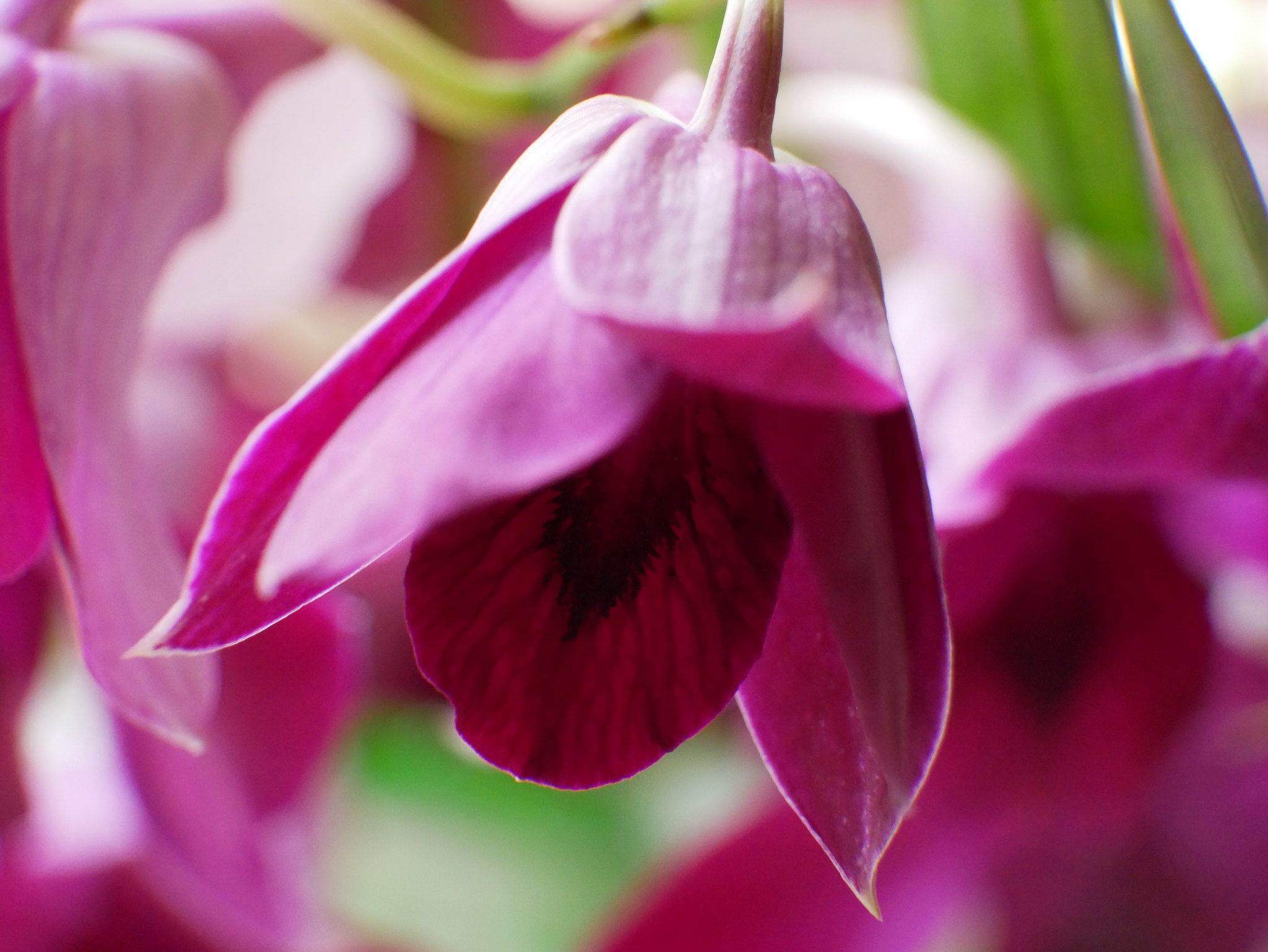 Free download high resolution image - free image free photo free stock image public domain picture -Pink orchid flower phalaenopsis