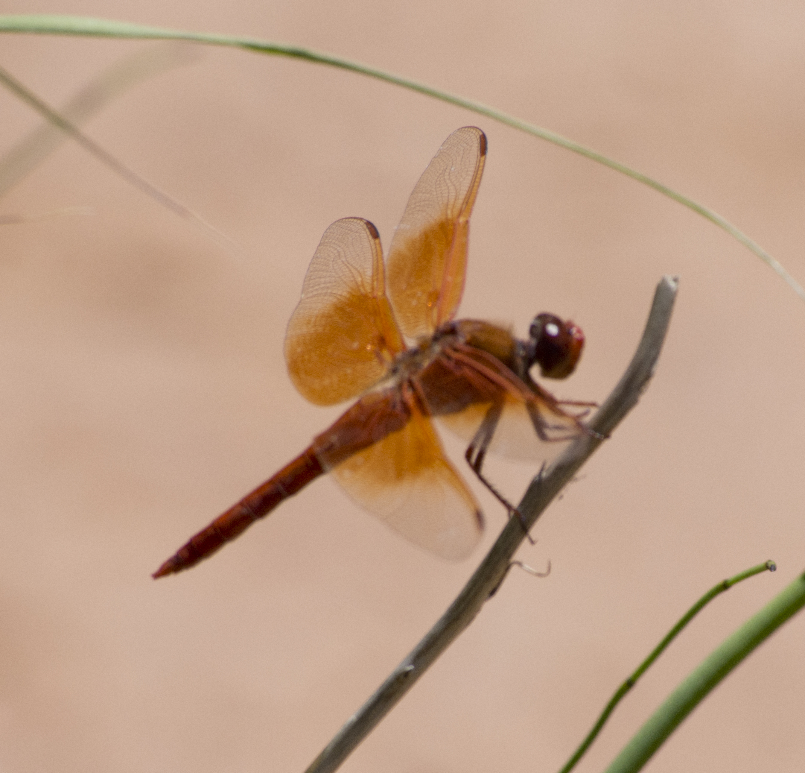 Free download high resolution image - free image free photo free stock image public domain picture -Closeup of a common dragonfly on a vary small plants