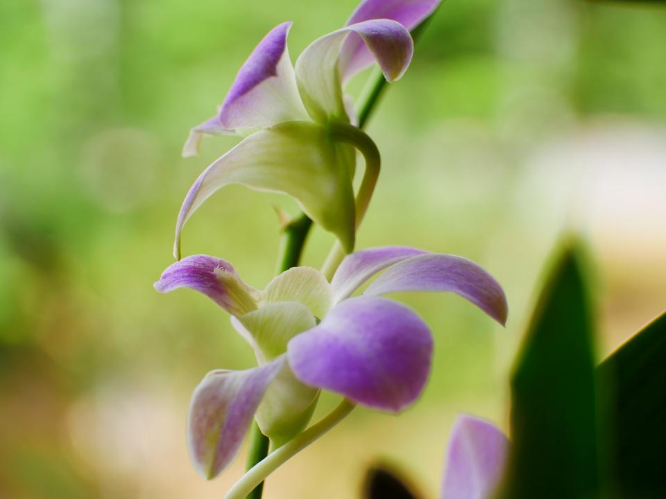 Free download high resolution image - free image free photo free stock image public domain picture  Purple orchid flower phalaenopsis