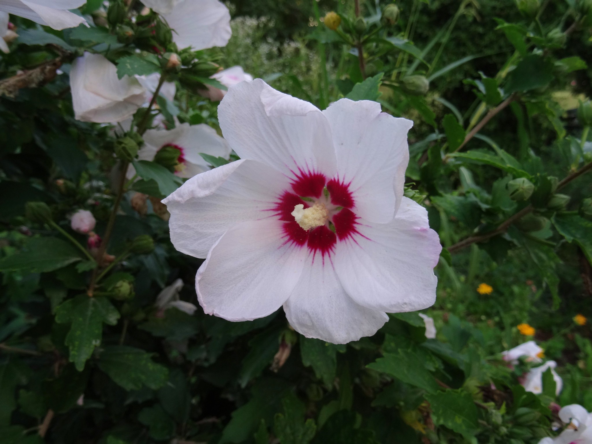 Free download high resolution image - free image free photo free stock image public domain picture -Common Hibiscus