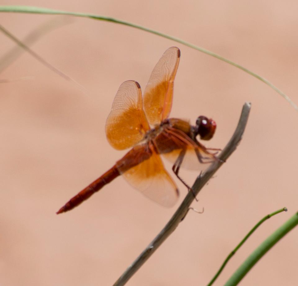 Free download high resolution image - free image free photo free stock image public domain picture  Closeup of a common dragonfly on a vary small plants