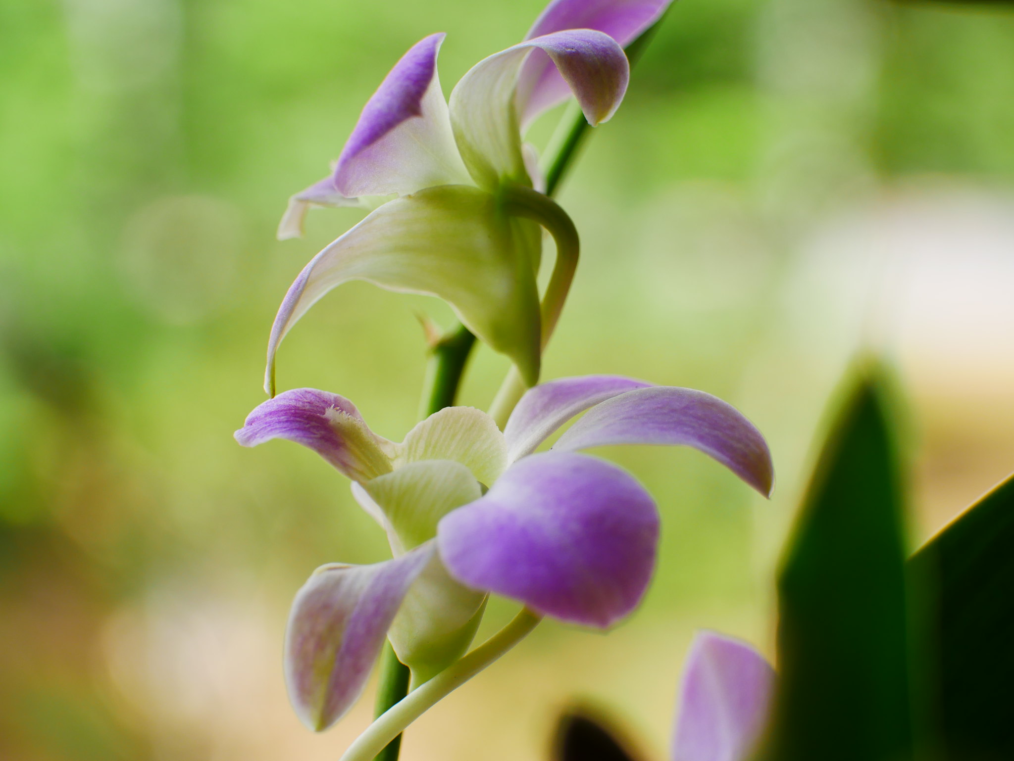 Free download high resolution image - free image free photo free stock image public domain picture -Purple orchid flower phalaenopsis