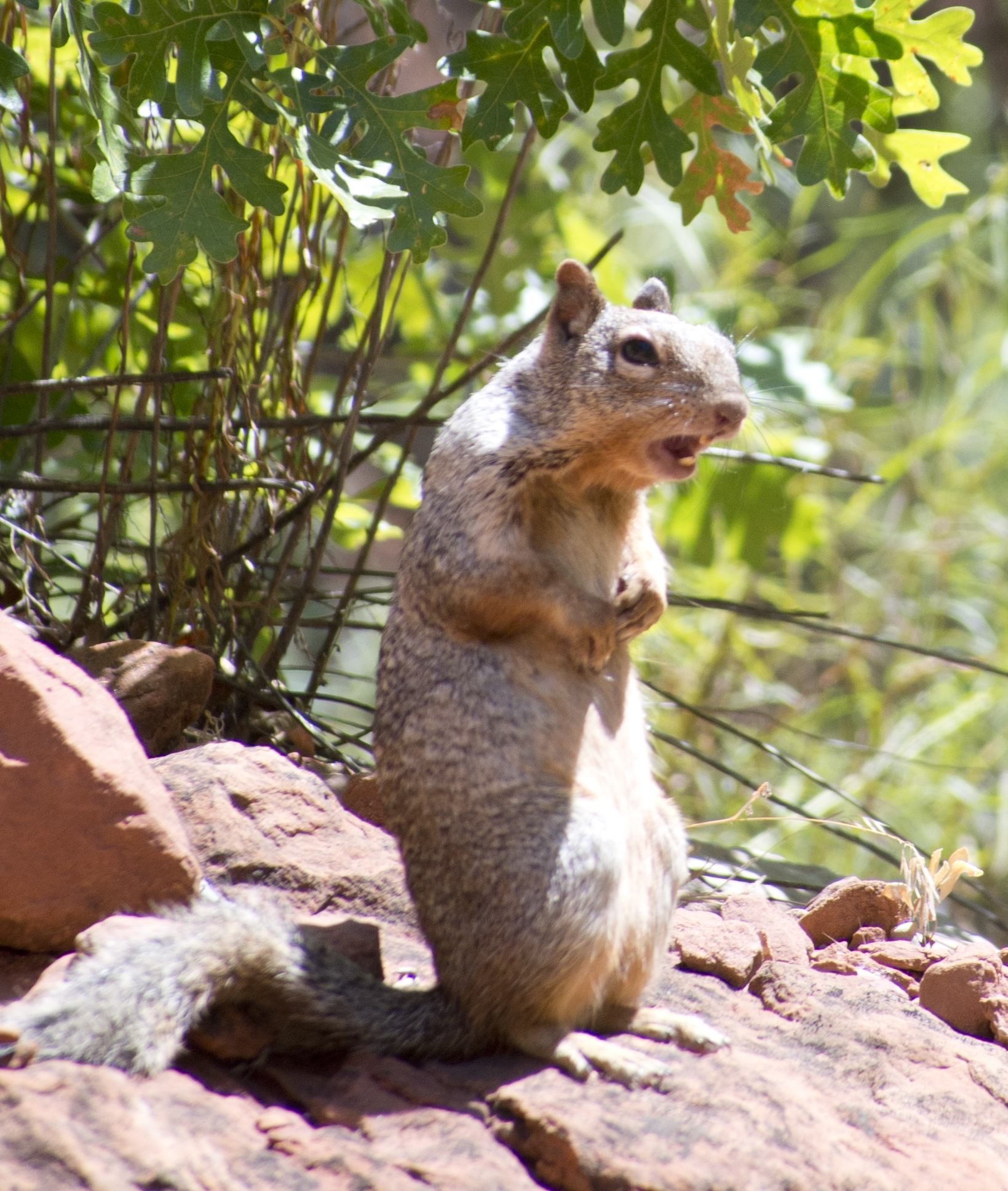 Free download high resolution image - free image free photo free stock image public domain picture -Squirrel on the rock