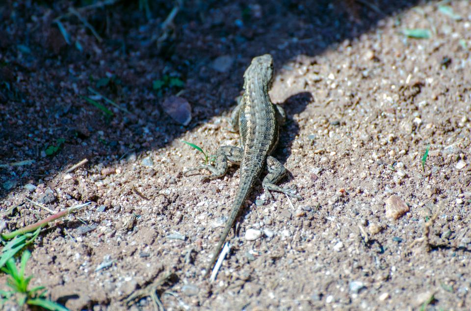 Free download high resolution image - free image free photo free stock image public domain picture  Lizard on the rock