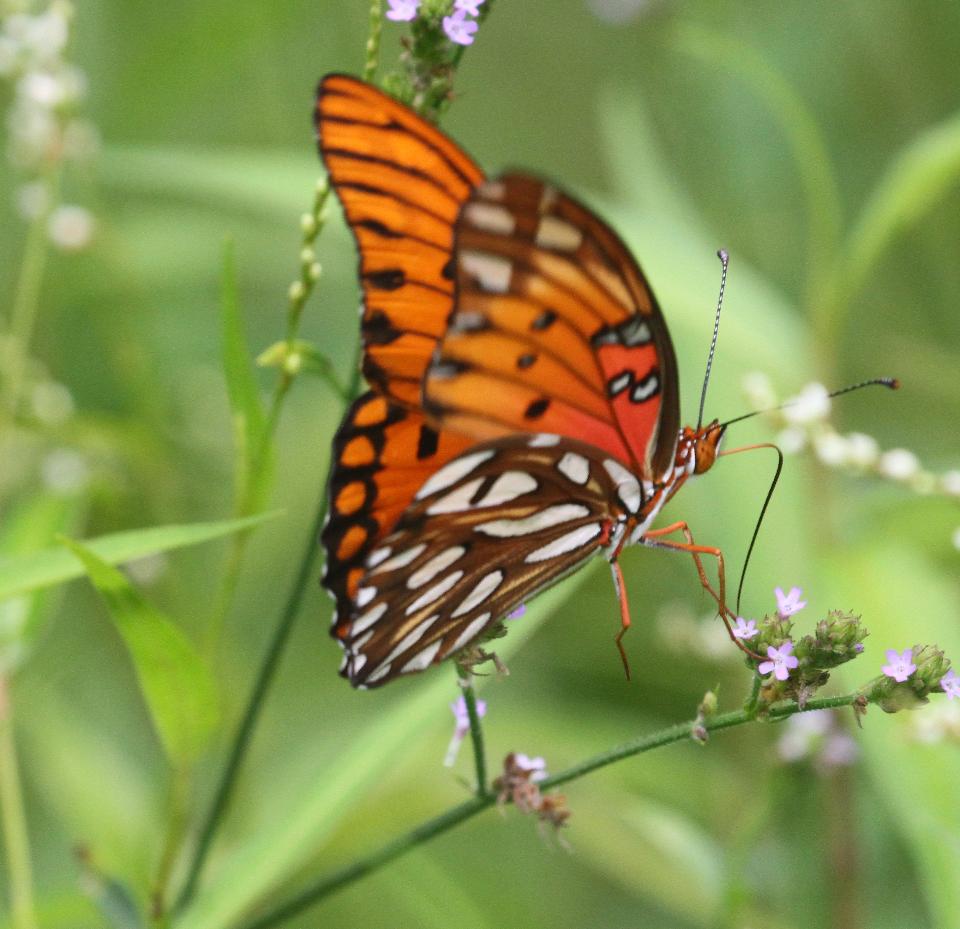 Free download high resolution image - free image free photo free stock image public domain picture  A Gulf Fritillary butterfly