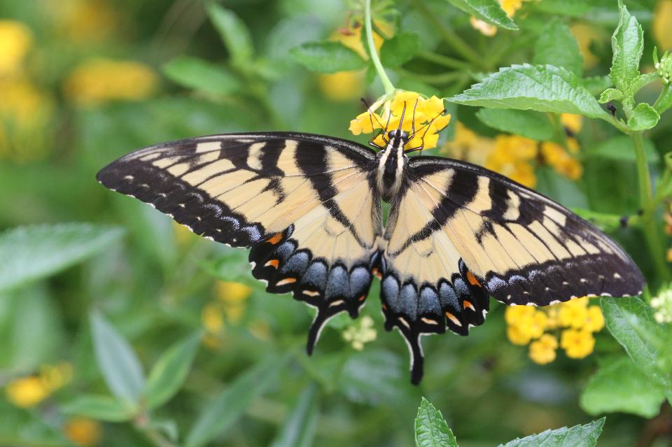 Free download high resolution image - free image free photo free stock image public domain picture  A Tiger Swallowtail on the abbot's Lantana