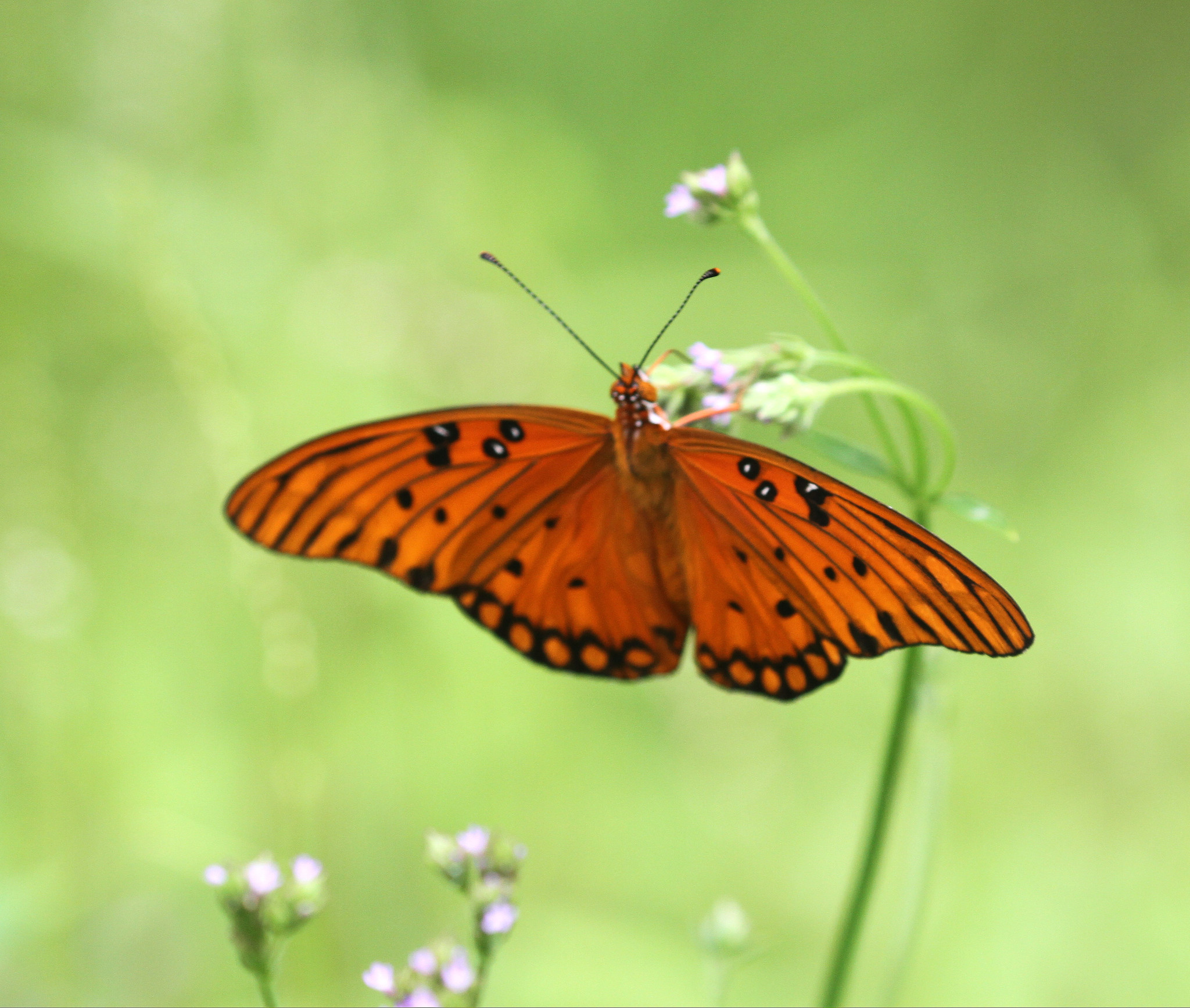 Free download high resolution image - free image free photo free stock image public domain picture -A Gulf Fritillary butterfly