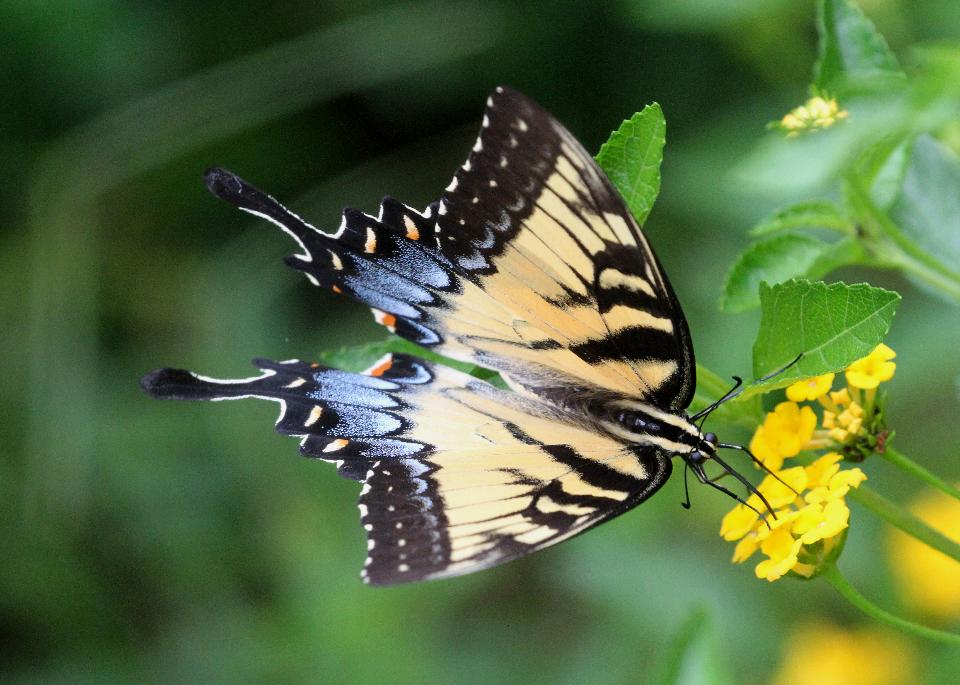 Free download high resolution image - free image free photo free stock image public domain picture  A Tiger Swallowtail on the abbot's Lantana