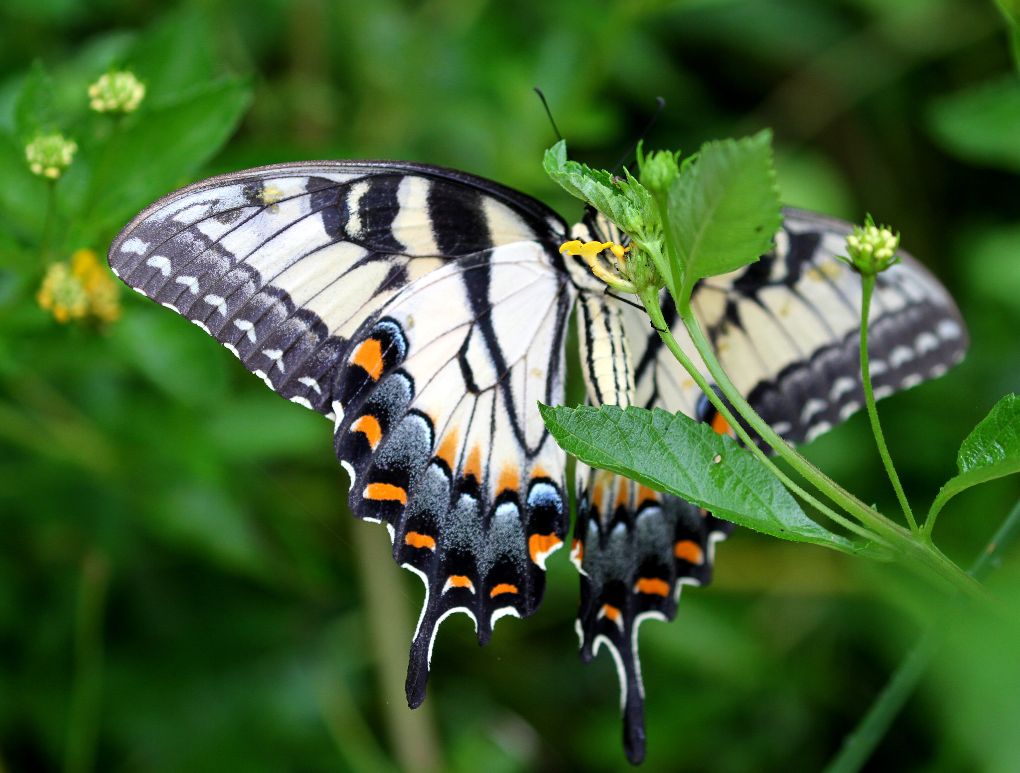 Free download high resolution image - free image free photo free stock image public domain picture -A Tiger Swallowtail on the abbot's Lantana