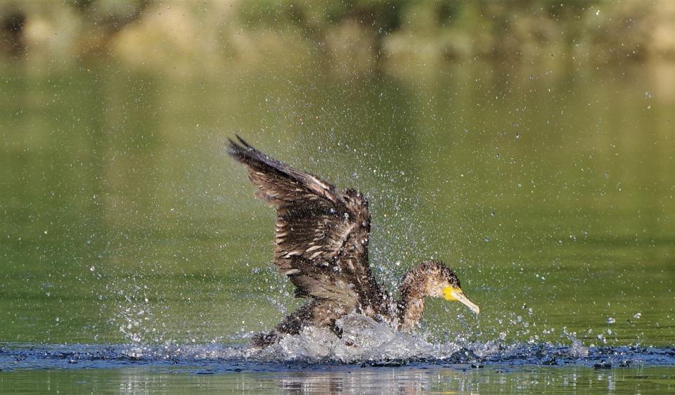 Free download high resolution image - free image free photo free stock image public domain picture  Duck fly nature spring water life lake cold landing