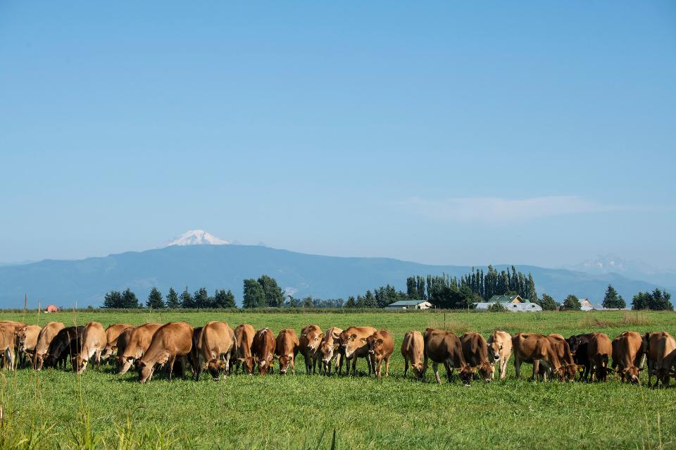 Free download high resolution image - free image free photo free stock image public domain picture  Cows graze in a pasture