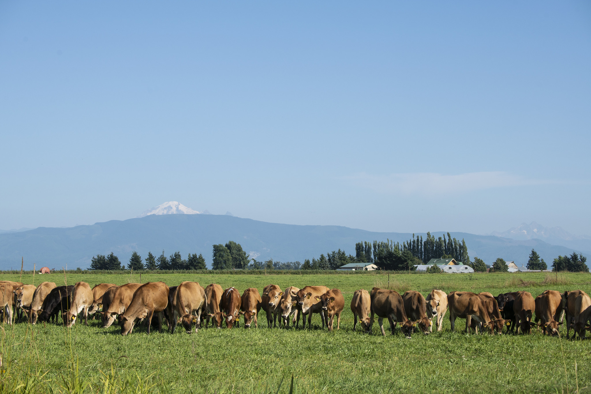 Free download high resolution image - free image free photo free stock image public domain picture -Cows graze in a pasture