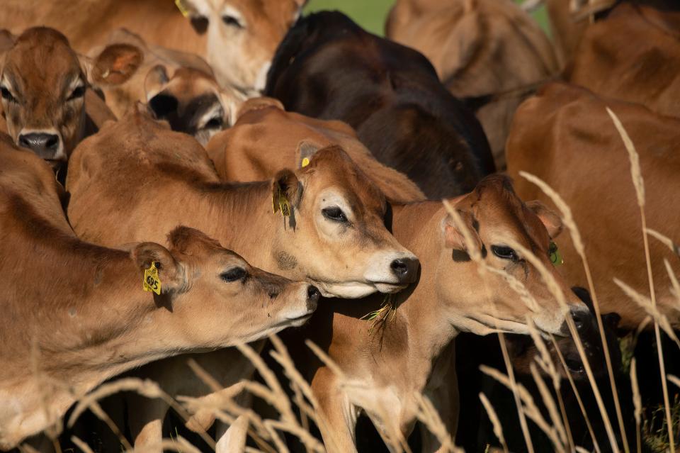 Free download high resolution image - free image free photo free stock image public domain picture  Cows graze in a pasture