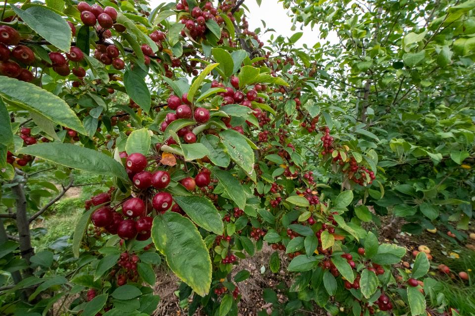 Free download high resolution image - free image free photo free stock image public domain picture  Crabapple trees amongst the Honey Crisp trees