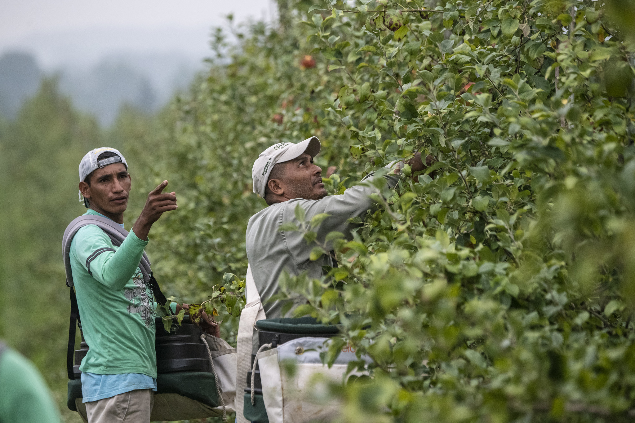 Free download high resolution image - free image free photo free stock image public domain picture -Men Picking Apples In Organic Orchard