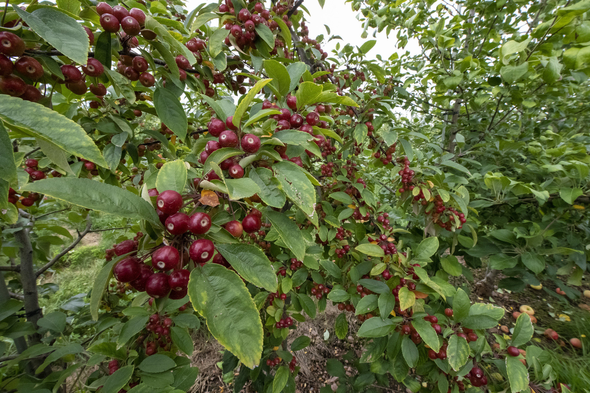 Free download high resolution image - free image free photo free stock image public domain picture -Crabapple trees amongst the Honey Crisp trees