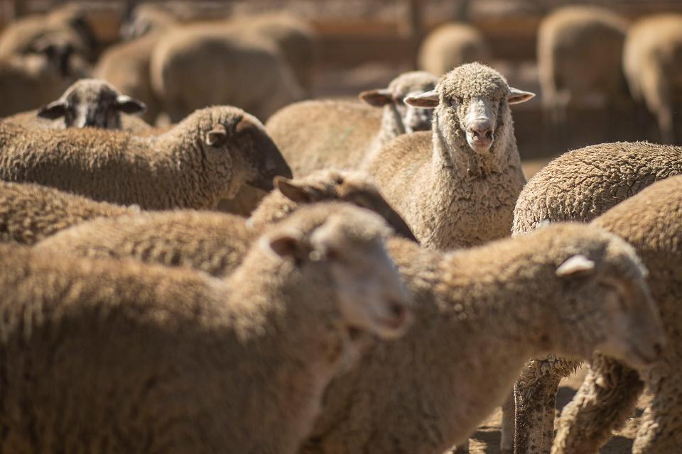 Free download high resolution image - free image free photo free stock image public domain picture  sheep and cattle at a feedlot in Colorado