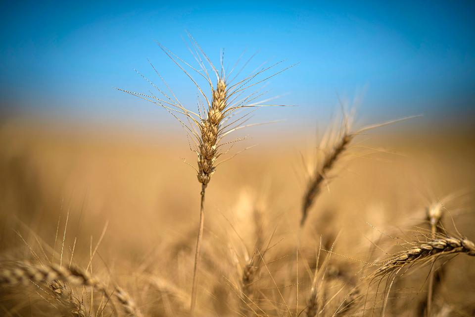 Free download high resolution image - free image free photo free stock image public domain picture  Wheat closeup