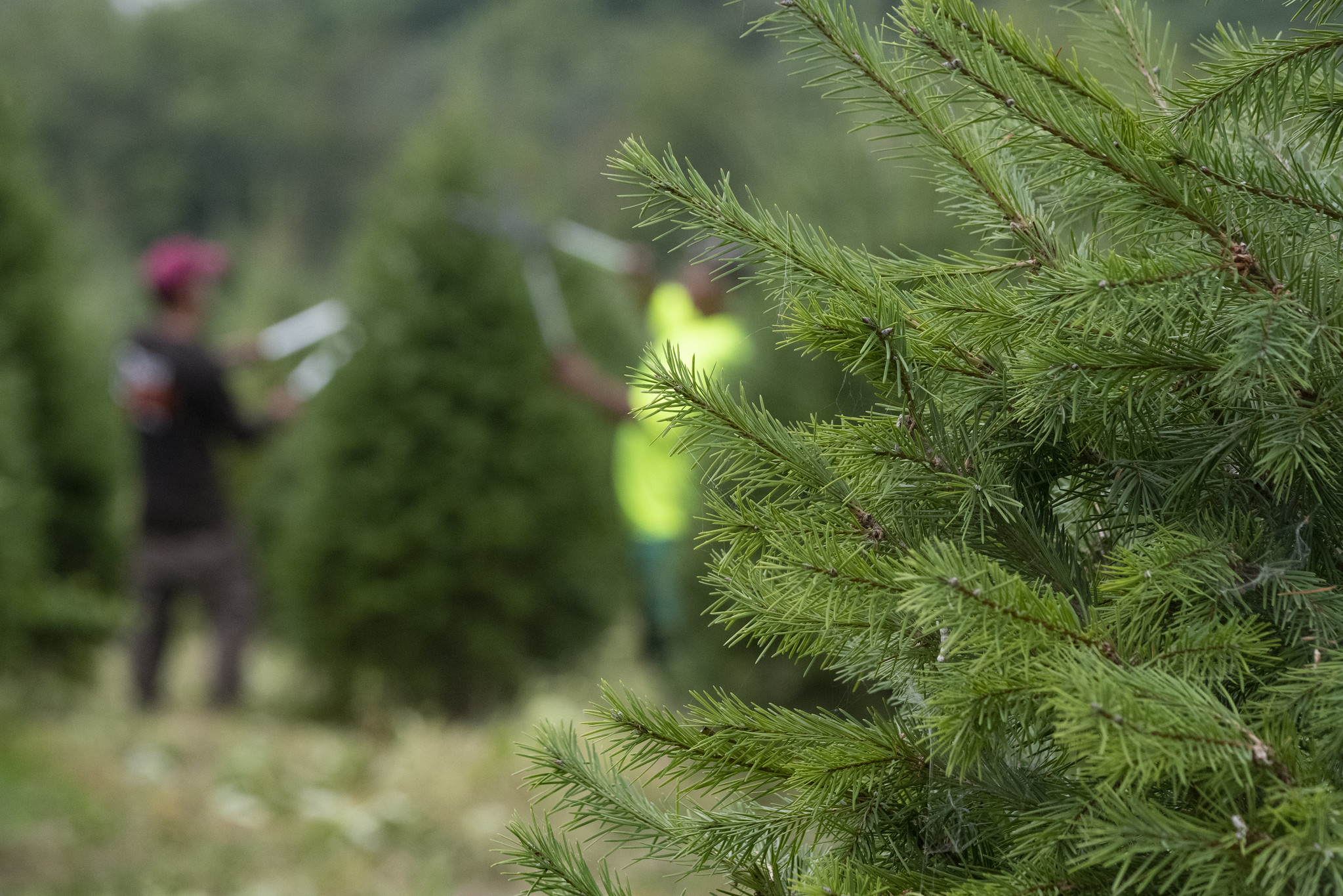 Free download high resolution image - free image free photo free stock image public domain picture -trimming and shaping Christmas trees