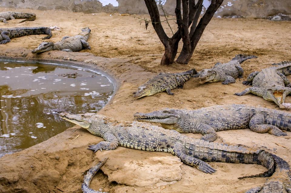 Free download high resolution image - free image free photo free stock image public domain picture  Crocodile Zoo